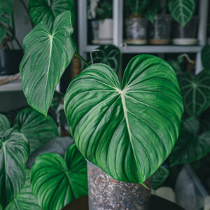 Philodendrons