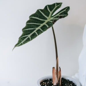 Alocasias